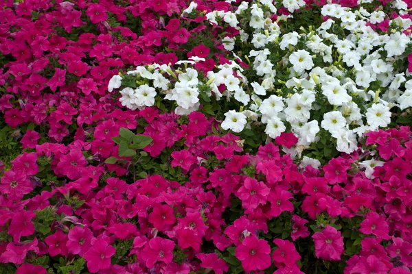 Transformez votre intérieur avec des plantes carnivores captivantes et innovantes !