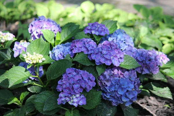 Planifiez une fête estivale inoubliable dans votre jardin : Les essentiels absolus